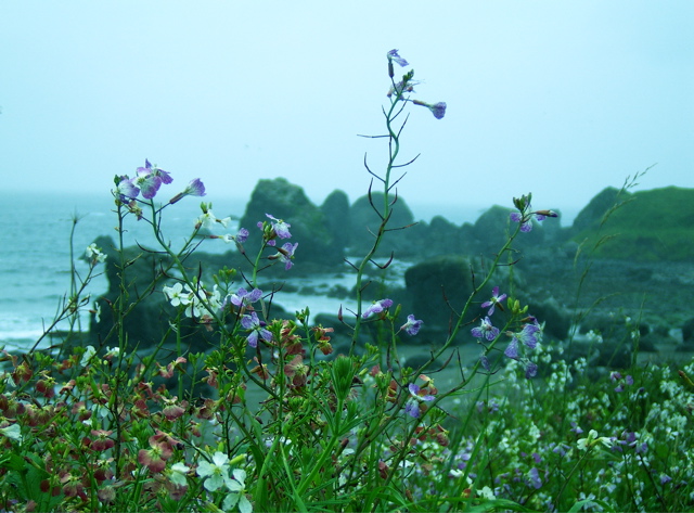 SA703410.JPG