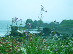 SA703410.JPG