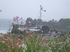 SA703410.JPG copy