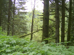SA702632.JPG
