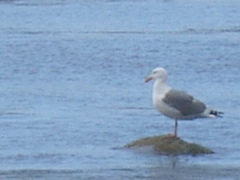 SA702995.JPG