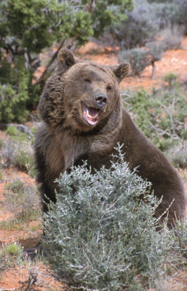 grizzly