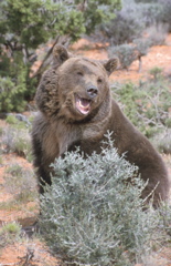 grizzly